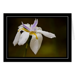 Cartão vazio da orquídea selvagem