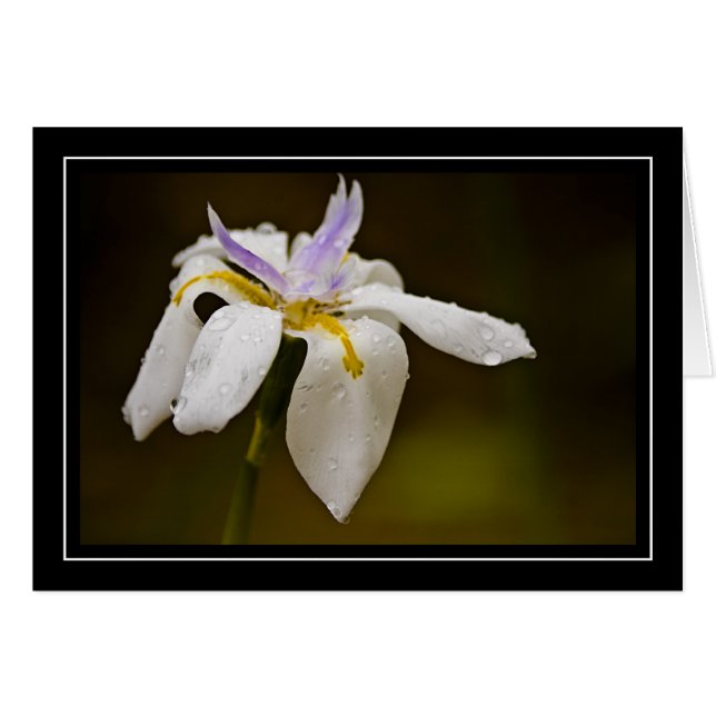 Cartão vazio da orquídea selvagem (Frente horizontal)