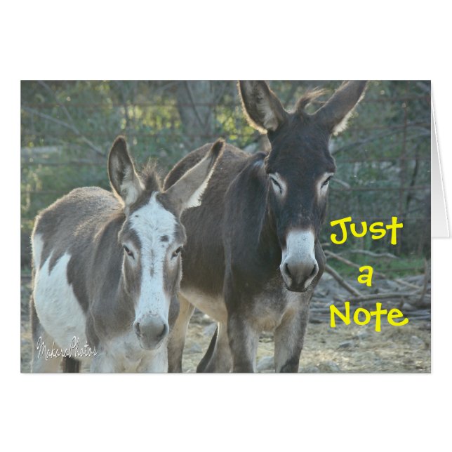 Cartão vazio das mulas (Frente Horizontal)