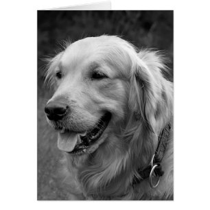 Cartão Vazio de Cães de Ouro