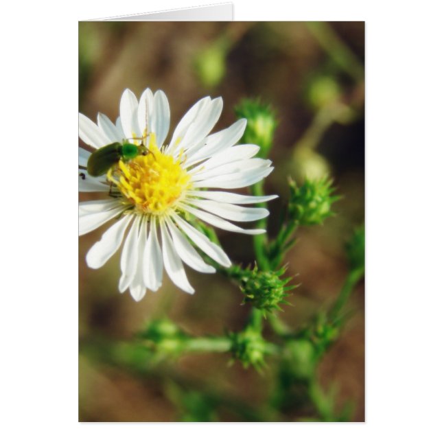 Cartão Vazio de de Flor Verde e Branco e Dentro de Inseto (Frente)