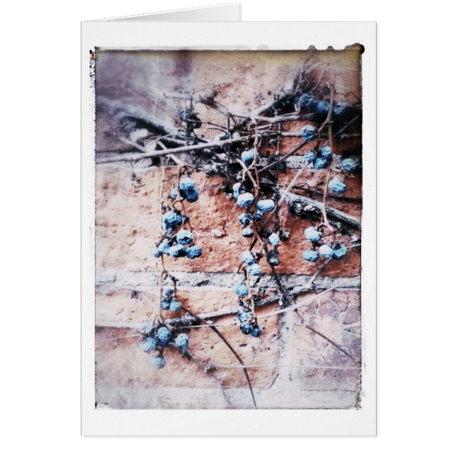 Cartão Vazio de Dentro de tijolo e vinha de inverno, toda (Frente)