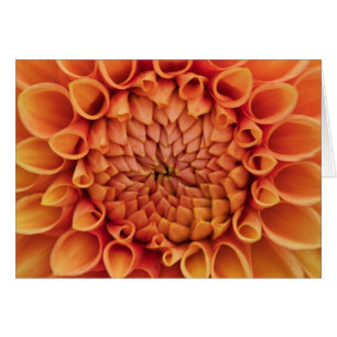Cartão Vazio de Flor Laranja Central Dahlia