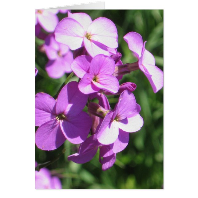 Cartão Vazio de flores selvagens roxas (Frente)