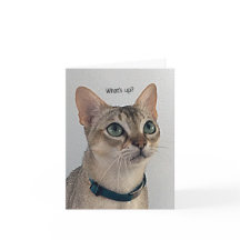 Vazio de Gatos Curioso