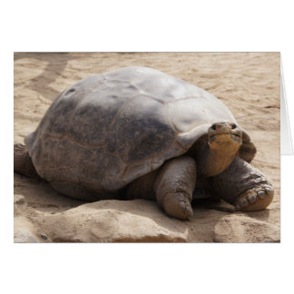 Cartão vazio de sorriso da tartaruga