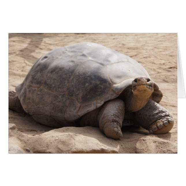 Cartão vazio de sorriso da tartaruga (Frente Horizontal)