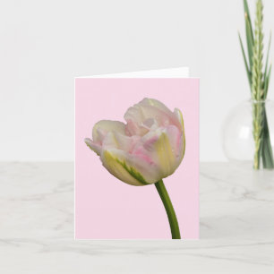 Cartão Vazio de Tulip Rosa ou Saudação Personalizada Obri