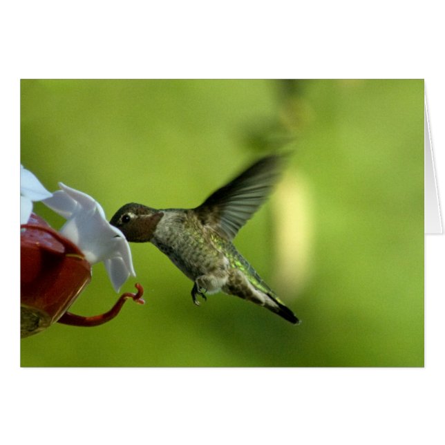 Cartão Vazio do colibri (Frente Horizontal)