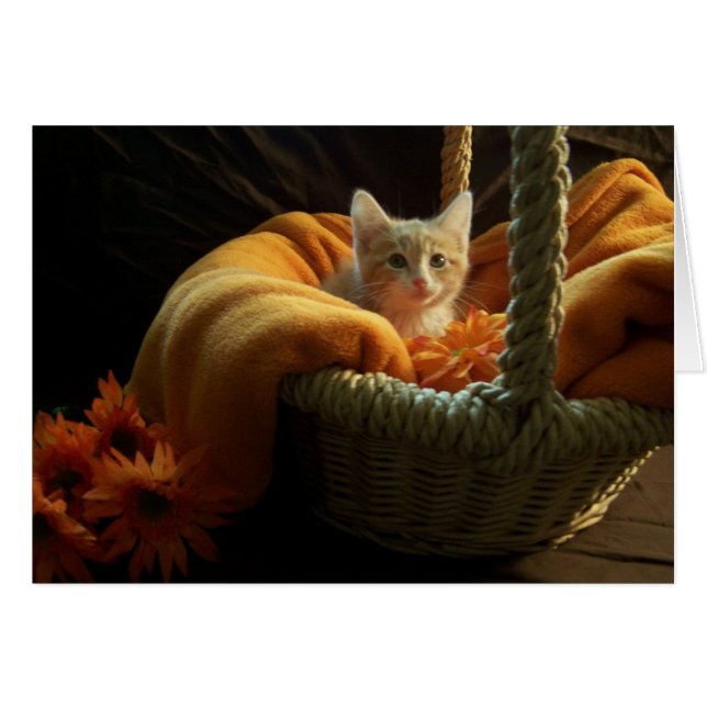 cartão vazio do gatinho (Frente Horizontal)