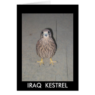 CARTÃO VAZIO DO KESTREL DE IRAQUE
