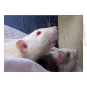 Cartão vazio do rato