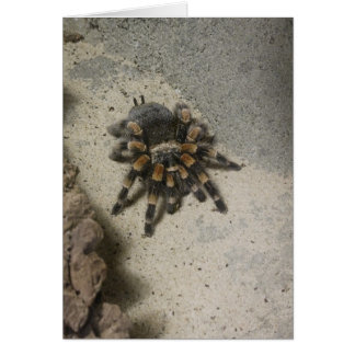 Cartão vazio do Tarantula