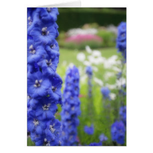 Cartão vazio dos delphiniums azuis