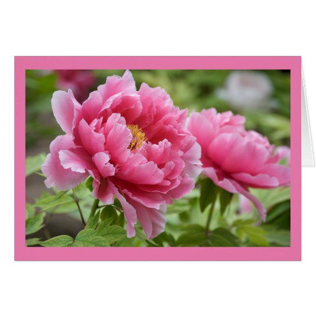 Cartão Vazio Flor Rosa Floral (Frente horizontal)