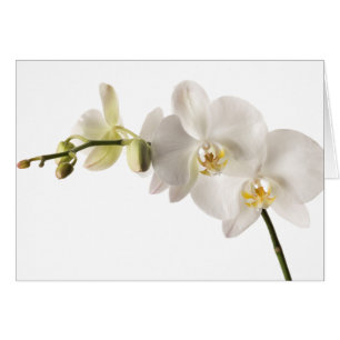 Cartão Vazio Floral da Flor Orquídea Branca de Dendrobium