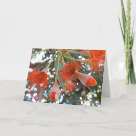 Cartão vazio - flores alaranjadas da árvore de