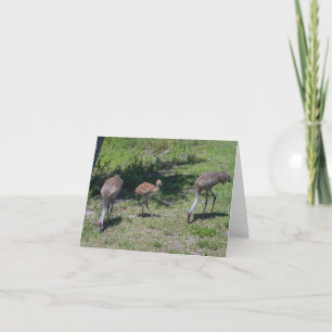 Cartão Vazio, Flórida Sandhill Cranes Fotografia