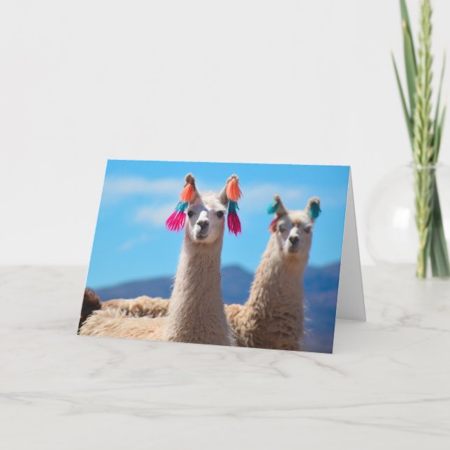 Cartão vazio - lamas (Frente)