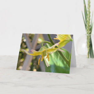 Cartão Vazio Lily Amarelo