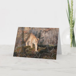 Cartão vazio: Lince Prowling
