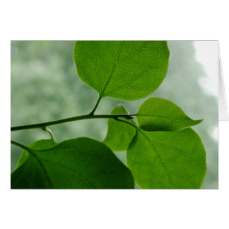 Cartão Vazio verde do zen para dentro