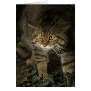 Cartão Vazio - wildcat 2 escocês