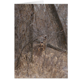 Cartão Veado branco D2 em árvores de madeira de algodão
