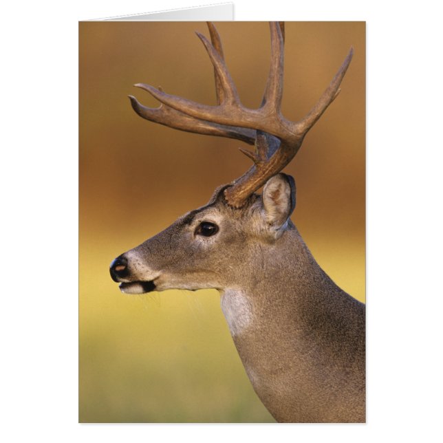 Cartão Veado branco, Odocoileus virginianus, (Frente)