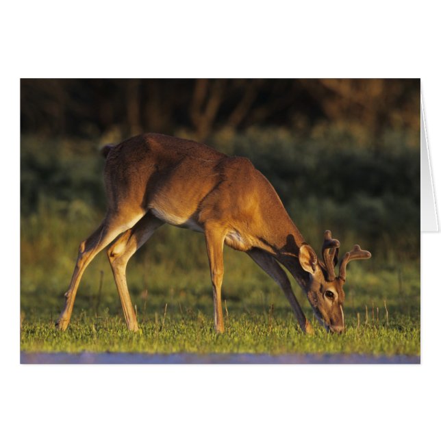 Cartão Veado-de-cauda-branca, Odocoileus virginianus (Frente Horizontal)