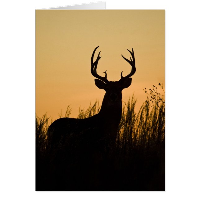 Cartão veado-de-cauda-branca (Odocoileus virginianus) (Frente)