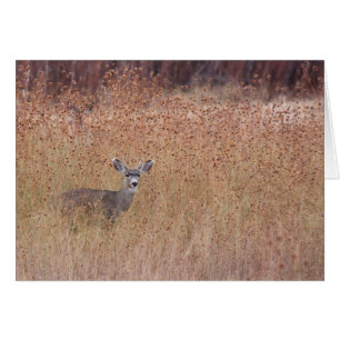 Cartão Veado no Prado
