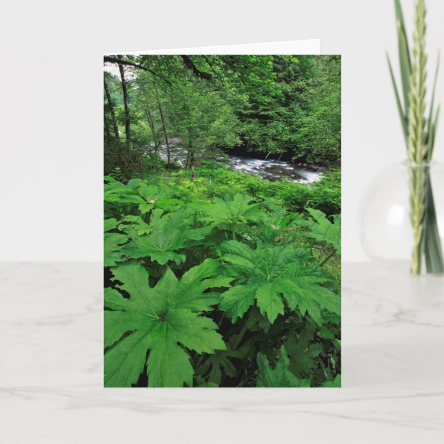 Cartão Vegetação de Floresta Verde Lush (Frente)