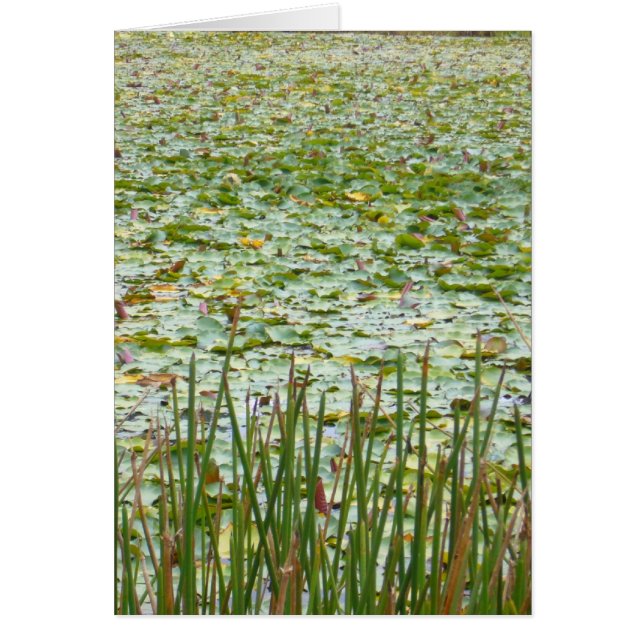 Cartão vegetação do lago (Frente)