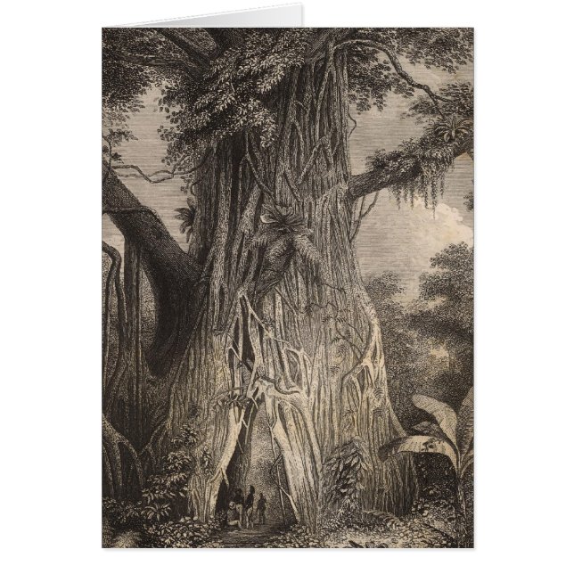 Cartão Vegetação em Samoa (Frente)