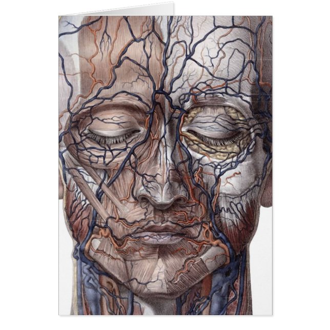 Cartão Veias e músculos principais (Frente)