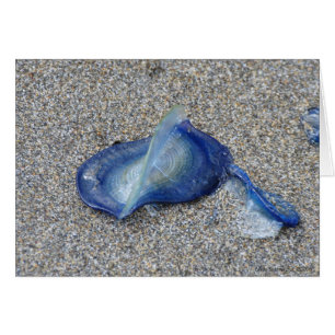 Cartão Velella Jellyfish
