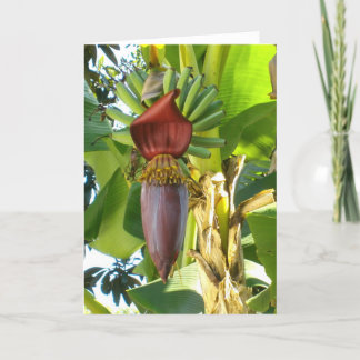 Cartão VELHO das BANANAS de FLORIDA