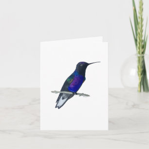 Cartão Velvet-roxo Coronet Hummingbird