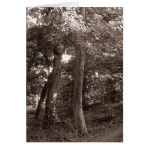 Cartão Verão na floresta - Tonelada quente