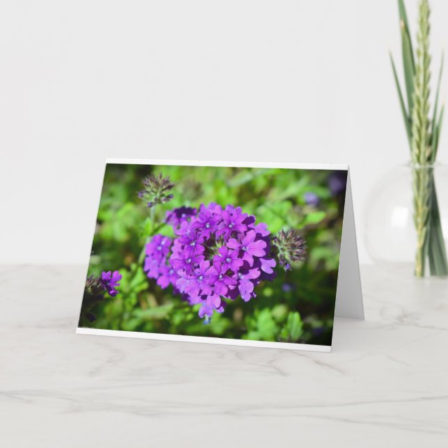 Cartão Verbena, placa (Frente)