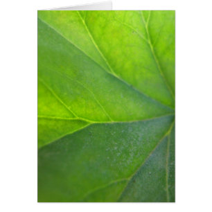Cartão verde da folha
