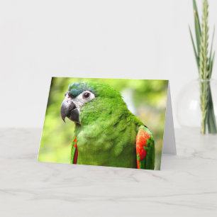 Cartão Verde de Saudação 2