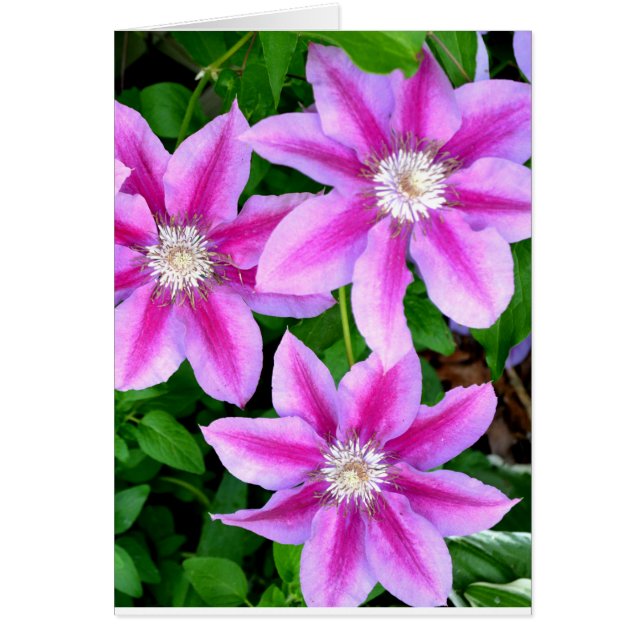 Cartão Verde-floral, cor-de-rosa, elegante (Frente)