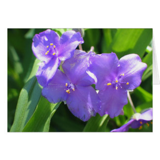 Cartão Verme-aranha comum