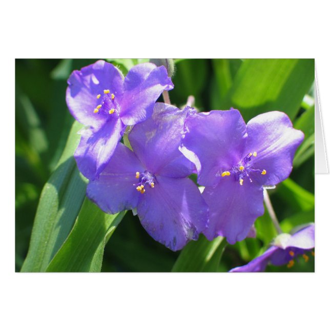 Cartão Verme-aranha comum (Frente horizontal)