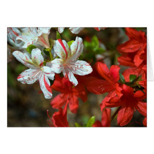 Cartão Vermelho, branco e bonito