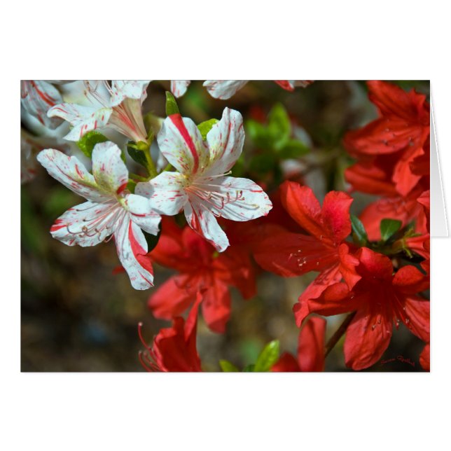Cartão Vermelho, Branco e Lindo (Frente Horizontal)