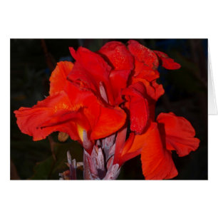 Cartão vermelho brilhante do lírio de canna