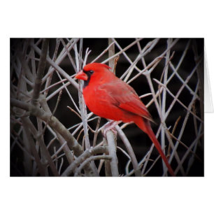 Cartão Vermelho Cardinal masculino - Pássaro